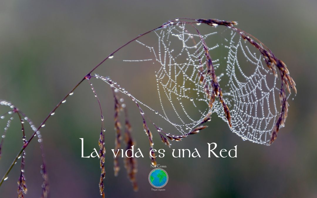 red, micelio, web of life, conexiones,